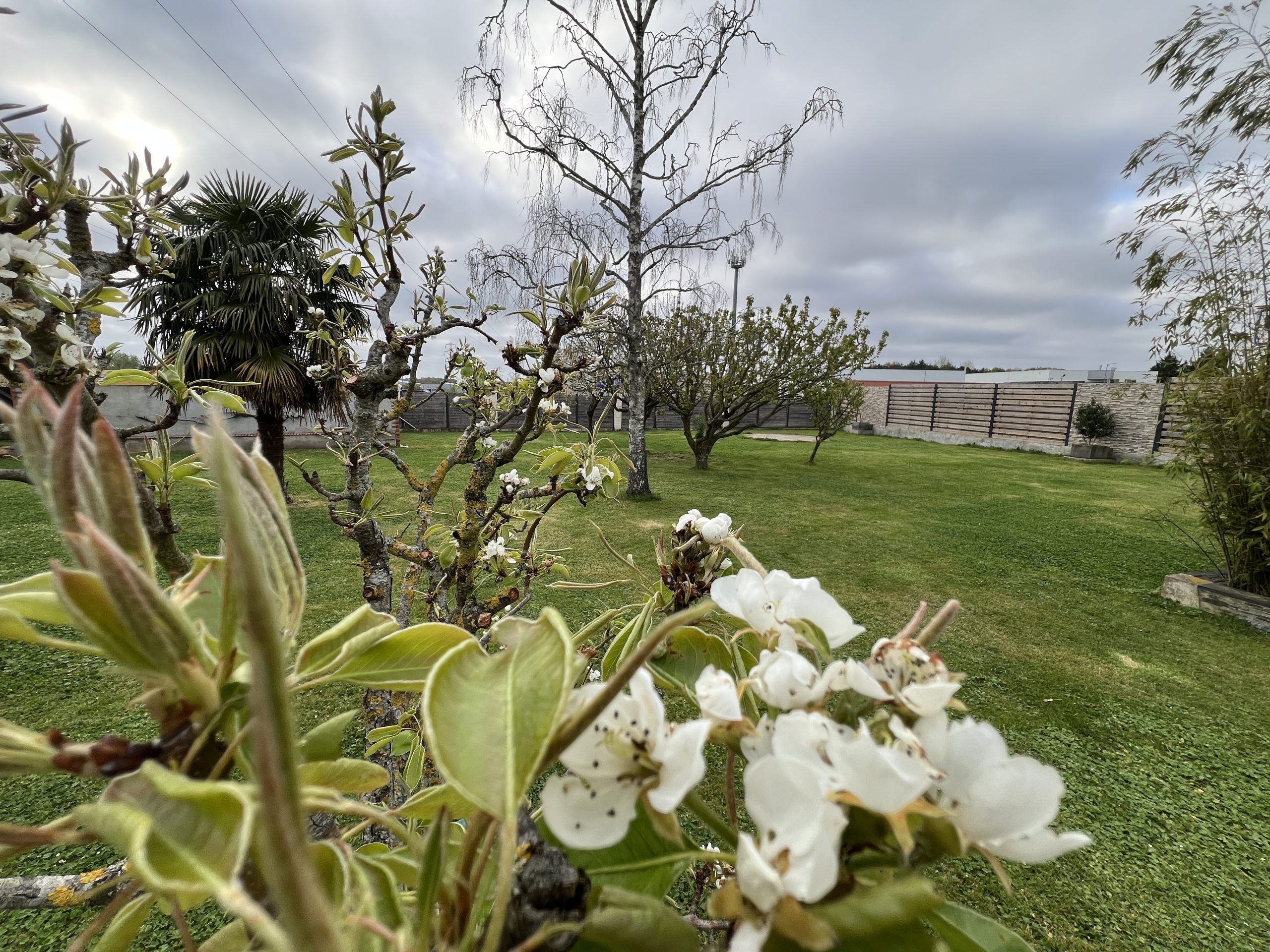 FLEURS POIRIER DOMAINE DU BON PUITS